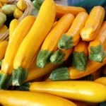 Courgette jaune 'Gold Rush' Graines