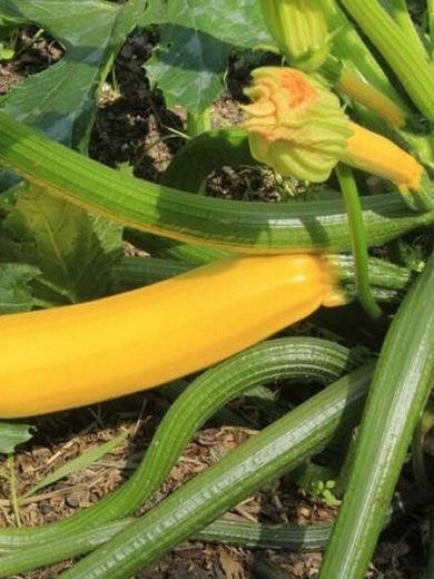 Courgette jaune 'Gold Rush' Graines