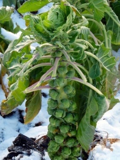 Chou de Bruxelles 'Groninger' (Variété rustique) Graines