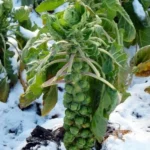 Chou de Bruxelles 'Groninger' (Variété rustique) Graines