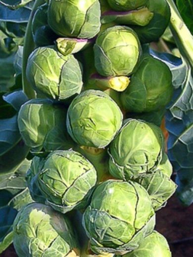 Chou de Bruxelles 'Groninger' (Variété rustique) Graines