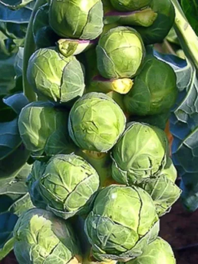 Chou de Bruxelles 'Groninger' (Variété rustique) Graines