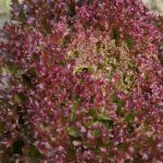 Laitue à couper 'Lollo Rossa' Graines