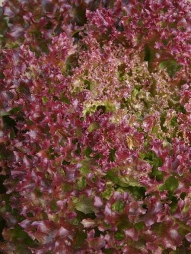 Laitue à couper 'Lollo Rossa' Graines