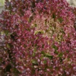 Laitue à couper 'Lollo Rossa' Graines