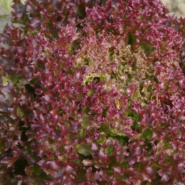 Laitue à couper 'Lollo Rossa' Graines