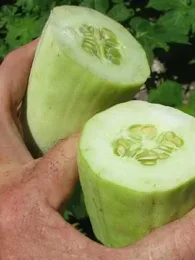 Concombre Arménien (Cucumis melo flexuosus) Graines