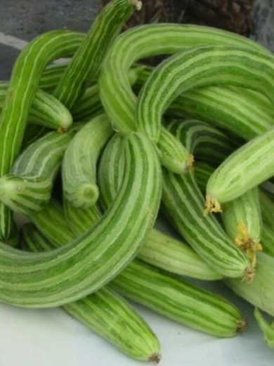 Concombre Arménien (Cucumis melo flexuosus) Graines