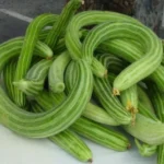 Concombre Arménien (Cucumis melo flexuosus) Graines
