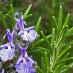 Romarin (Rosmarinus officinalis) Graines