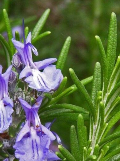 Romarin (Rosmarinus officinalis) Graines