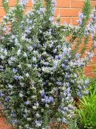 Romarin (Rosmarinus officinalis) Graines