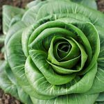 Chicorée 'Grumolo Verde' (Variété italienne) Graines