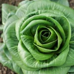 Chicorée 'Grumolo Verde' (Variété italienne) Graines