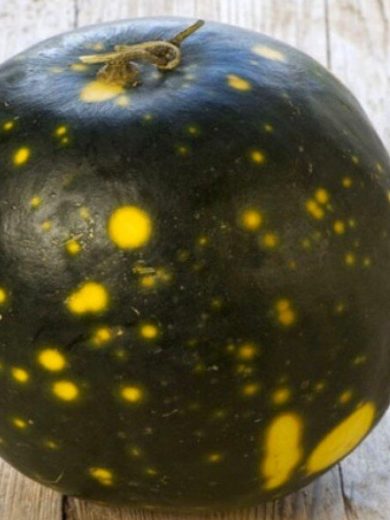 Pastèque "Lune étoile" (Citrullus lanatus) Graines