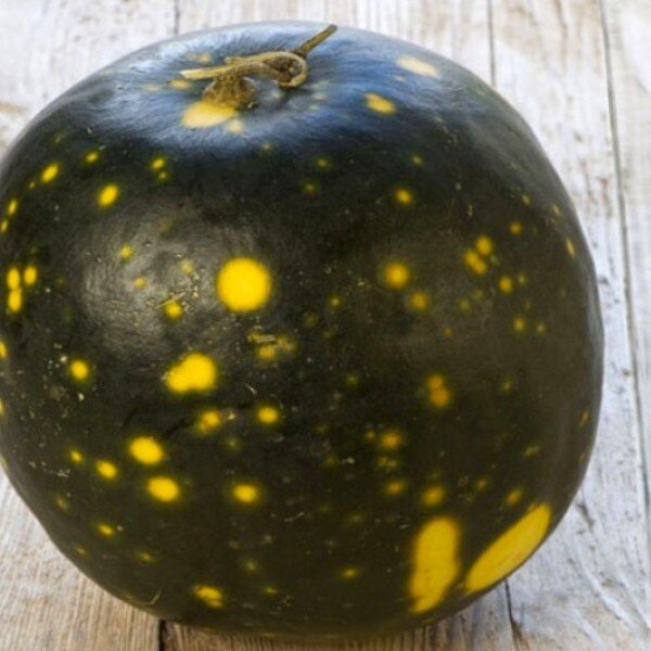 Pastèque "Lune étoile" (Citrullus lanatus) Graines