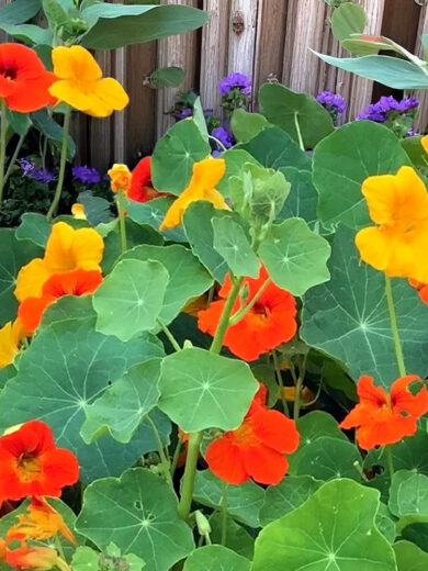 Capucine en mélange (Tropaeolum majus) Graines