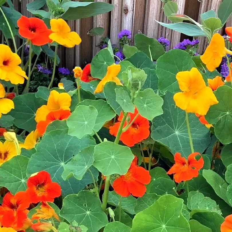 Capucine en mélange (Tropaeolum majus) Graines