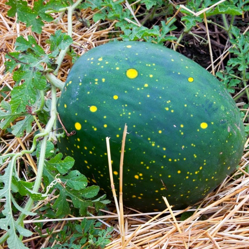 Pastèque 'Lune étoile' (Variété ancienne) Graines