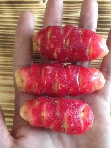 Oca du Pérou (Oxalis crenata) Tubercules