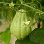 Chayotte / Chouchou (Sechium edule) Plant