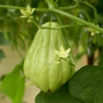 Chayotte / Chouchou (Sechium edule) Plant