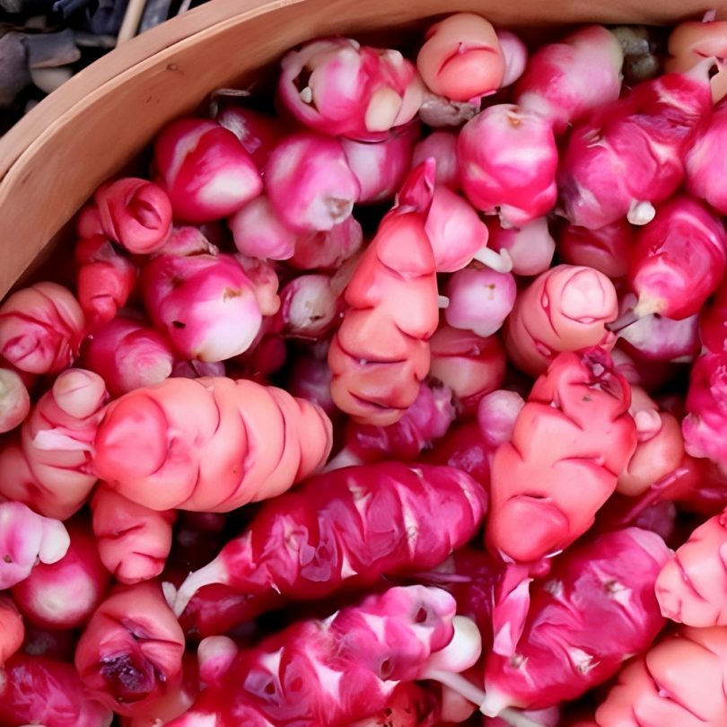 Oca du Pérou (Oxalis crenata) Tubercules