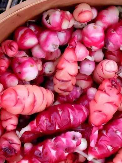Oca du Pérou (Oxalis crenata) Tubercules