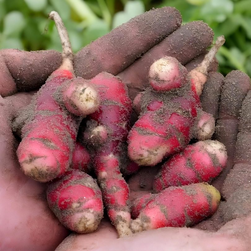 Oca du Pérou (Oxalis crenata) Tubercules – Image 3