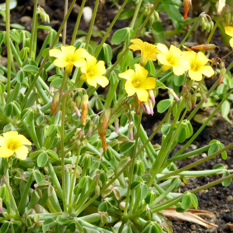 Oca du Pérou (Oxalis crenata) Tubercules – Image 4