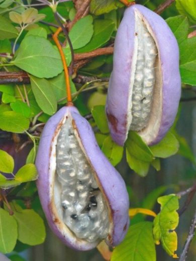 Liane Chocolat (Akebia quinata) Plant