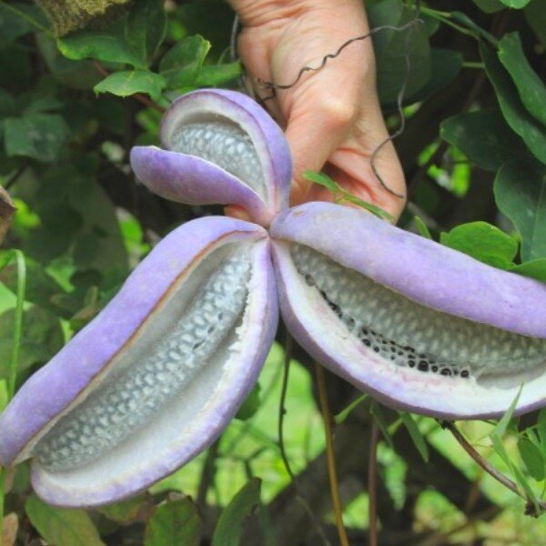 Liane Chocolat (Akebia quinata) Plant