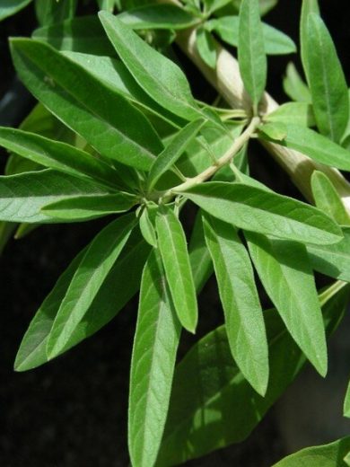 Verveine d'Argentine (Plante au goût de chewing-gum) Plant