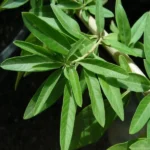 Verveine d'Argentine (Plante au goût de chewing-gum) Plant