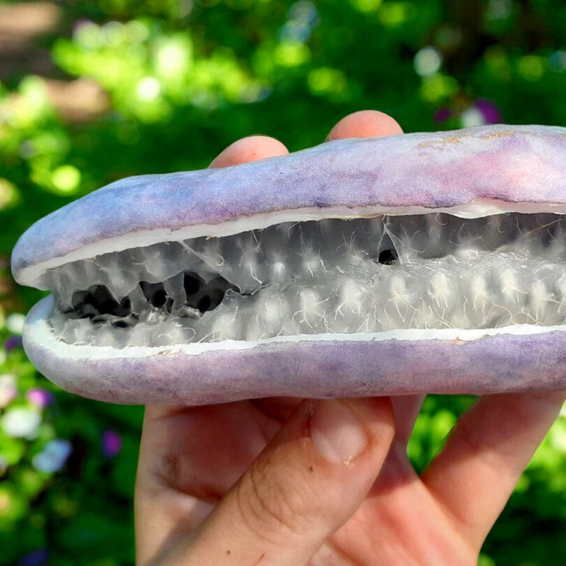 Vigne Chocolat (Akebia quinata) Graines – Image 2