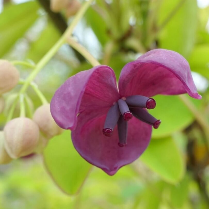 Vigne Chocolat (Akebia quinata) Graines – Image 4