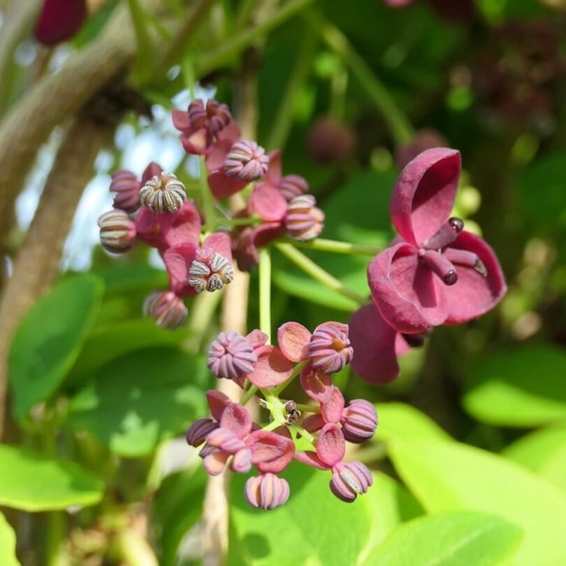 Vigne Chocolat (Akebia quinata) Graines – Image 3