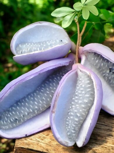 Vigne Chocolat (Akebia quinata) Graines