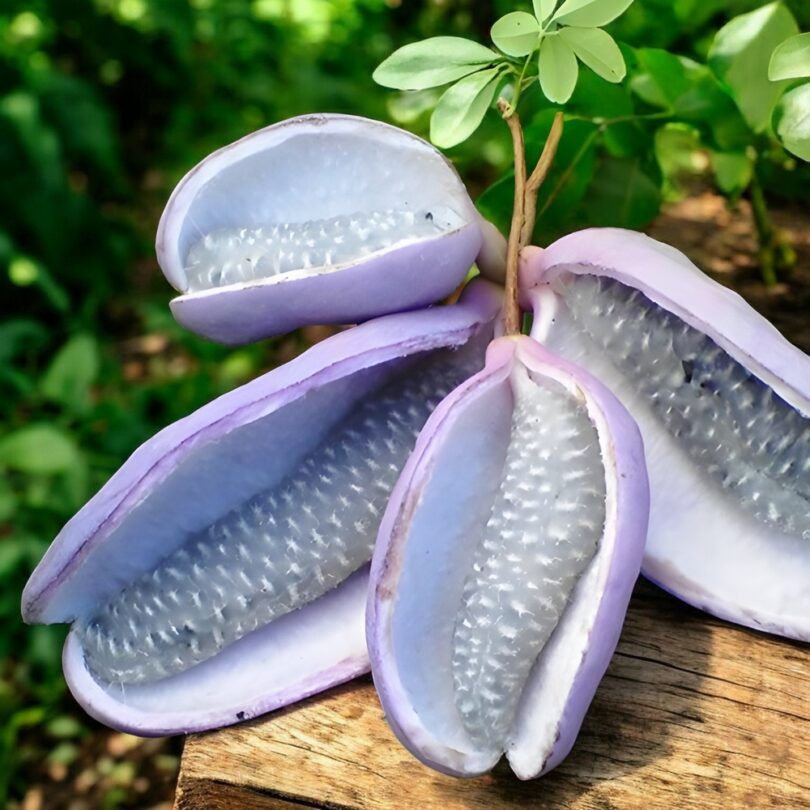 Vigne Chocolat (Akebia quinata) Graines