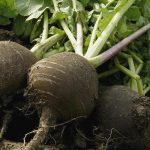 Radis 'Noir Gros Rond d'Hiver' Graines