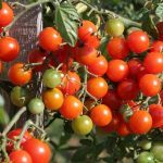 Tomate cerise 'Miel du Mexique' Graines