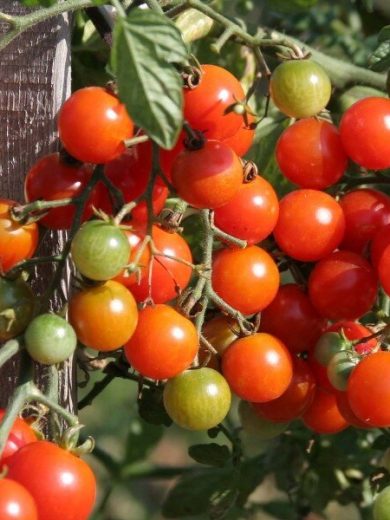 Tomate cerise 'Miel du Mexique' Graines