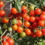 Tomate cerise 'Miel du Mexique' Graines