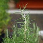 Romarin à odeur de pin (Rosmarinus 'Pine Scented') Plant