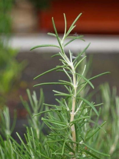 Romarin à odeur de pin (Rosmarinus 'Pine Scented') Plant