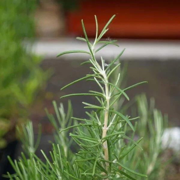 Romarin à odeur de pin (Rosmarinus 'Pine Scented') Plant
