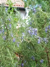 Romarin à odeur de pin (Rosmarinus 'Pine Scented') Plant