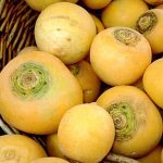 Navet Jaune 'Boule d'or' (Brassica rapa) Graines