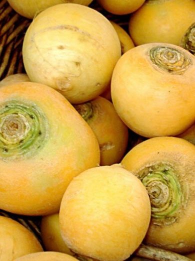 Navet Jaune 'Boule d'or' (Brassica rapa) Graines