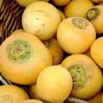 Navet Jaune 'Boule d'or' (Brassica rapa) Graines